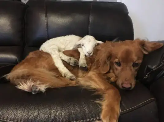 Weak little sheep abandoned by their mothers, but they met warm dogs in the farm