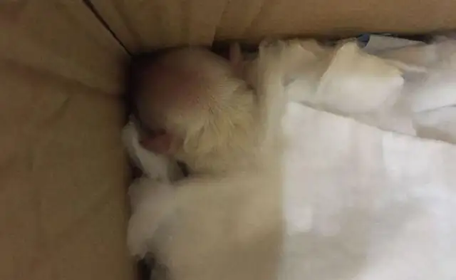 I left the dog in the dumpster, and the girl picked up, and the neighbor next door: