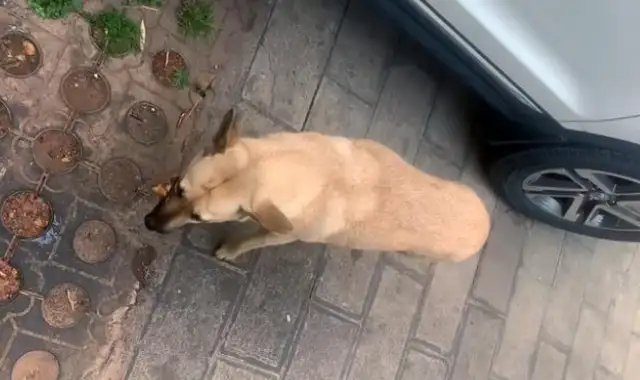 A hungry stray dog who won't leave in front of a duck stand and longs for a heart attack