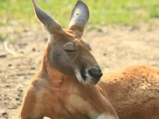 Hunting: Kangaroo has twice as many people in Australia, and sheep have taken grass, breaking into homes and killing pet dogs