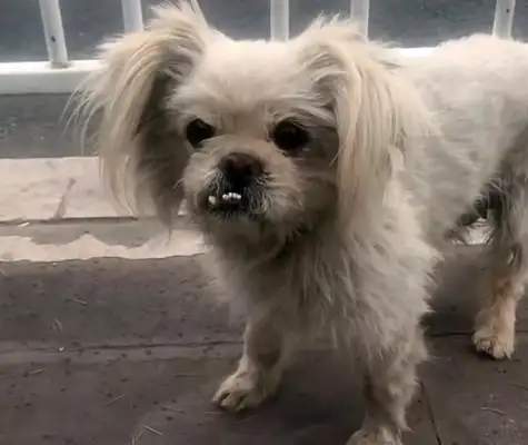 A hungry stray dog who won't leave in front of a duck stand and longs for a heart attack