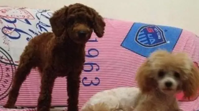 Recorded the growth of the two Teddy dogs, who were with the little master, not alone