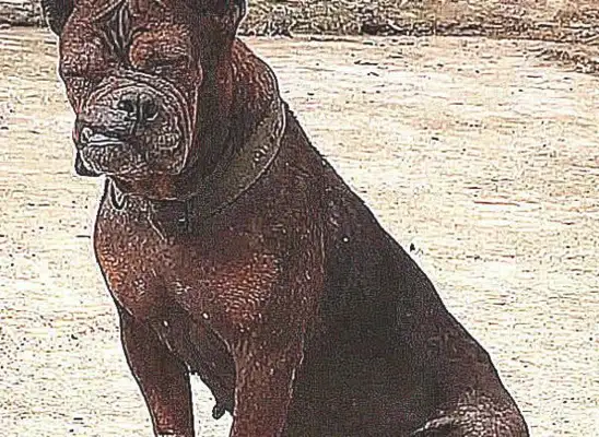 A giant dog fights with a turd, thinks it's calm, and his face is broken