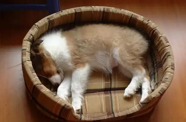 What do dogs do when we go out
