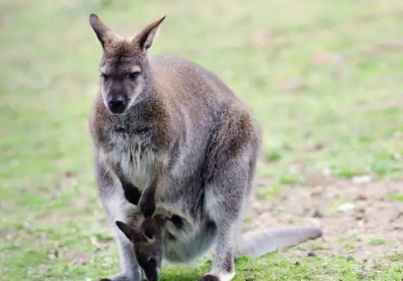 Hunting: Kangaroo has twice as many people in Australia, and sheep have taken grass, breaking into homes and killing pet dogs