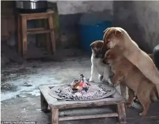 The stray dogs gathered at the fireplace to warm themselves, and the master did so..