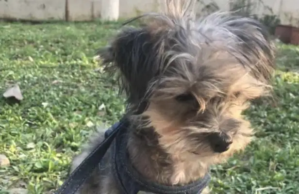 Just because I accidentally ran into the passerby's clothes and pants, the dog got kicked in the side, and the baby was suffocating