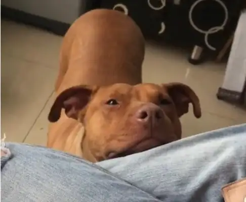 Girls with bit dogs, dogs with muscles, real girls and beasts