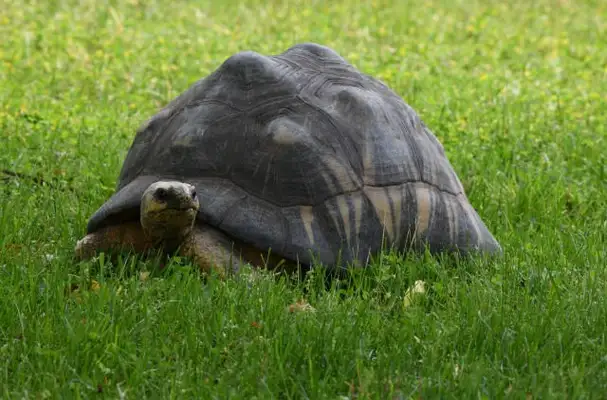 Crawl the mites? Three steps to clean up the rearing box