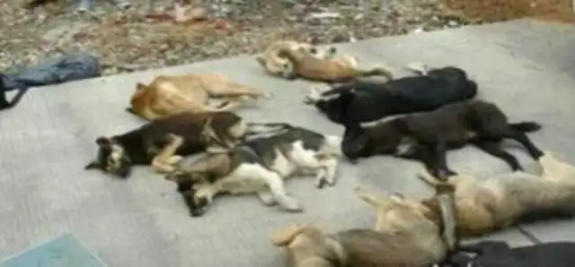 I've been sentenced for shooting a dog for selling poison