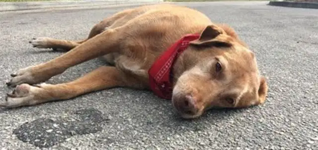 The dog waited 12 years in front of the hospital when the master died and ended so badly