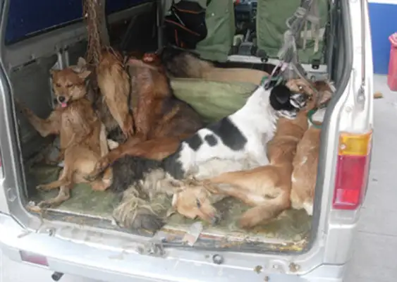 Warm! The stray dog has a backpacker, one dog on foot for over 5,000 km