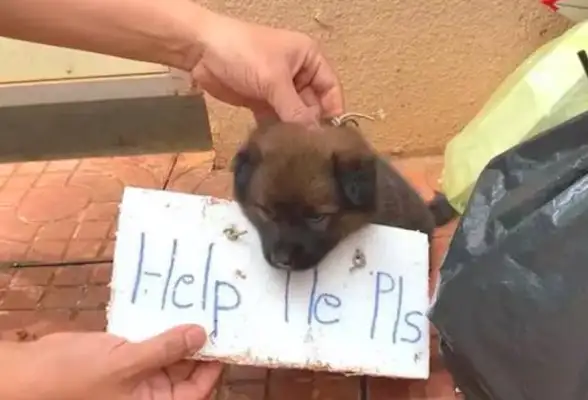 There's a lot of months of dogs left in a garbage dump and a brand on their neck: please help me