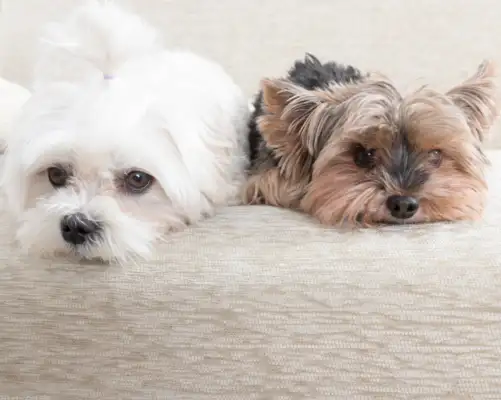 Parenting knowledge: what happens when a dog has a cold
