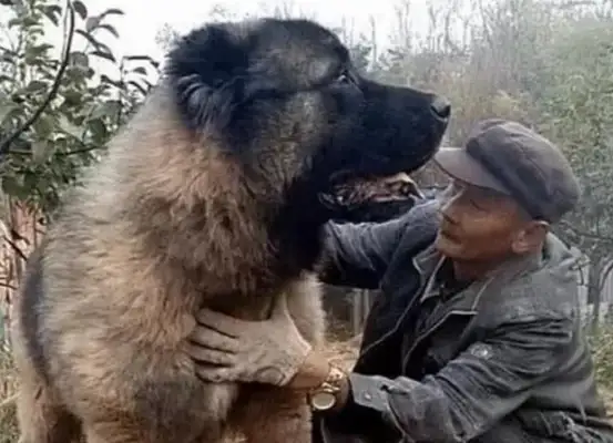 I picked up a dog when I worked in the field, and after a year, nobody dared to come near me