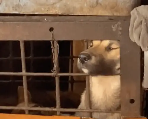 In the cage of the dog stand, a dog drills his head out and breathes the last air of his life