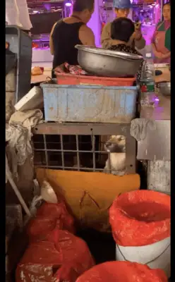 In the cage of the dog stand, a dog drills his head out and breathes the last air of his life