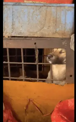 In the cage of the dog stand, a dog drills his head out and breathes the last air of his life