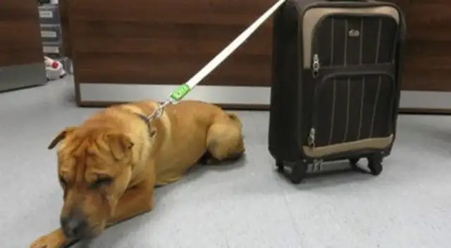 The dog was abandoned at the train station with a suitcase