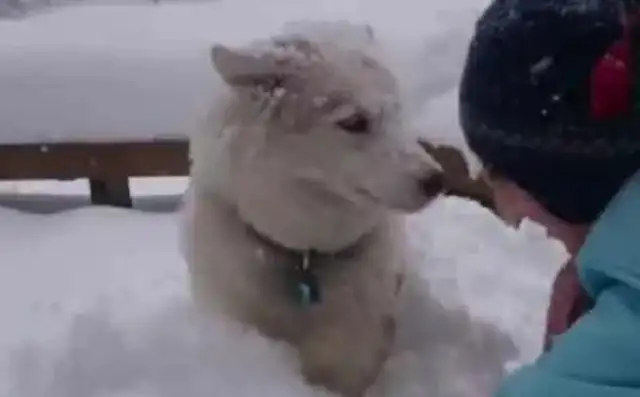 Haskee lost the owner's snowman, so the owner turned his anger into a snow dog