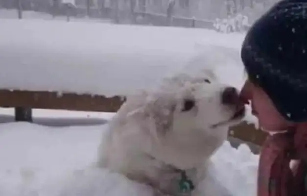Haskee lost the owner's snowman, so the owner turned his anger into a snow dog