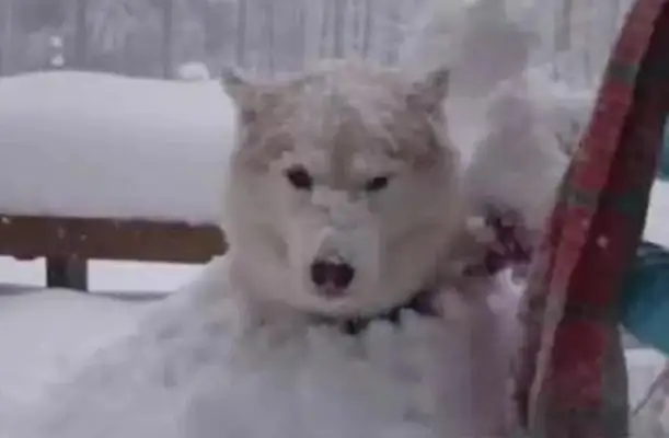 Haskee lost the owner's snowman, so the owner turned his anger into a snow dog