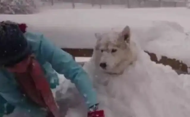 Haskee lost the owner's snowman, so the owner turned his anger into a snow dog