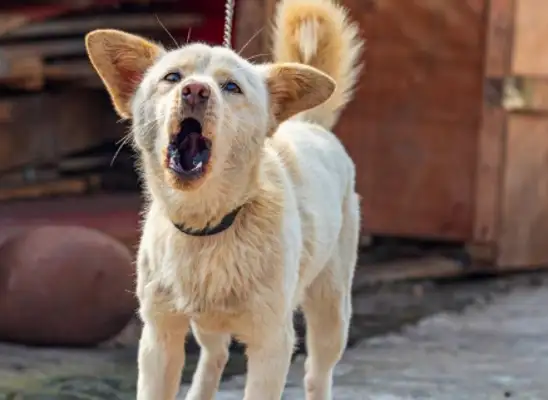 The owner insisted on "education of sticks." Dogs were beaten a lot, usually with five results