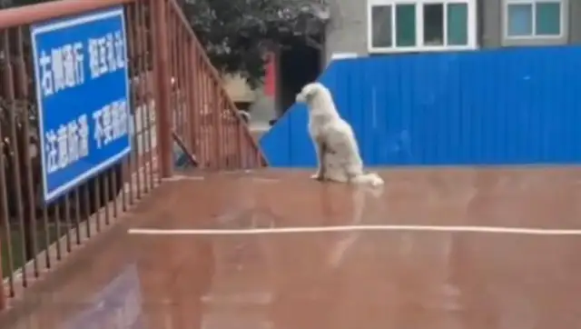 Little white dog is on the bridge every day, waiting for the little black dog down there