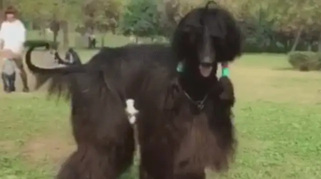 Dogs up to two meters, in the park