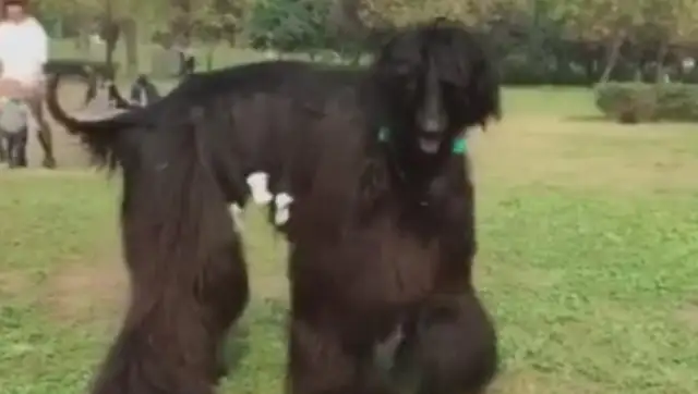 Dogs up to two meters, in the park
