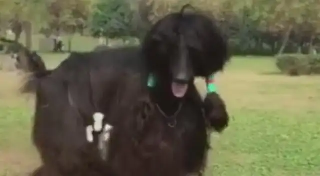 Dogs up to two meters, in the park