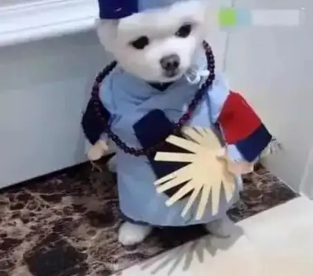 The dog was dressed as a son-in-law