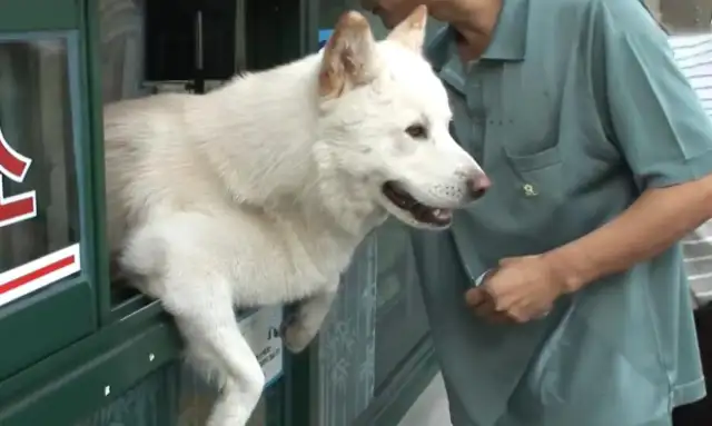 The dog is a "business genius" and he's been holding on to the ticket for the day