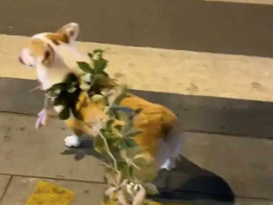 They couldn't find the rope. They picked the vine from the side of the road and put it on the dog