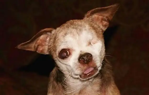The one-eyed pet is a picture of a dog with one-eyed and unsightly eyes