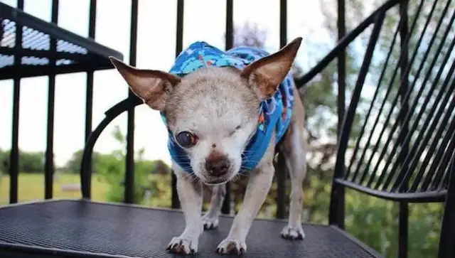 The one-eyed pet is a picture of a dog with one-eyed and unsightly eyes