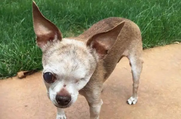 The one-eyed pet is a picture of a dog with one-eyed and unsightly eyes