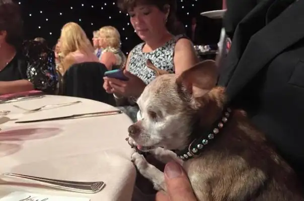 The one-eyed pet is a picture of a dog with one-eyed and unsightly eyes