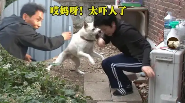 The pet dog's personality has changed. He's got a big mouth for his master