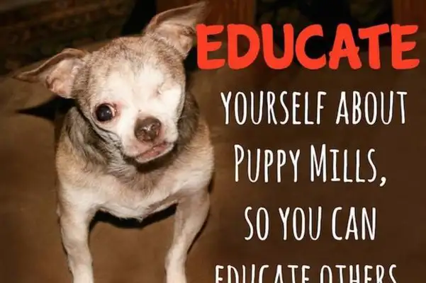 The one-eyed pet is a picture of a dog with one-eyed and unsightly eyes
