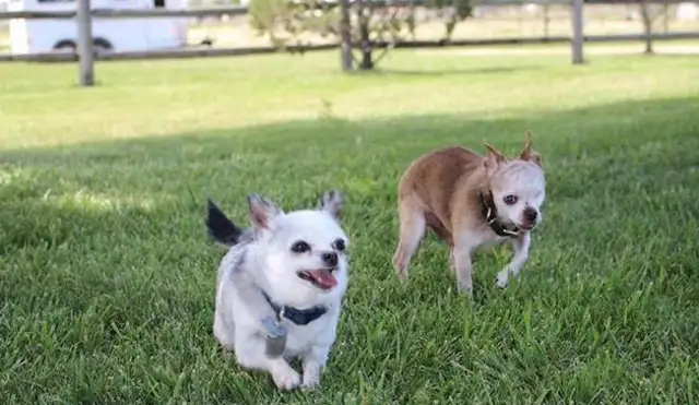 The one-eyed pet is a picture of a dog with one-eyed and unsightly eyes