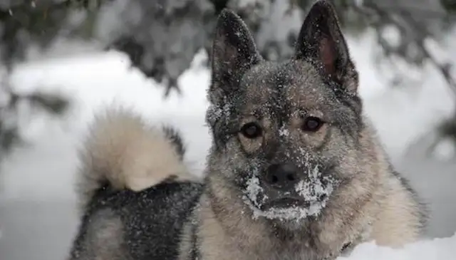 The one-eyed pet is a picture of a dog with one-eyed and unsightly eyes