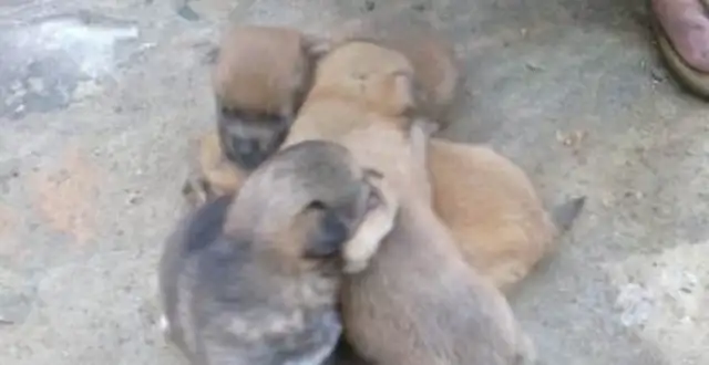 The baby dog was sold, and the old man bought it home, and when he got home, it hurt