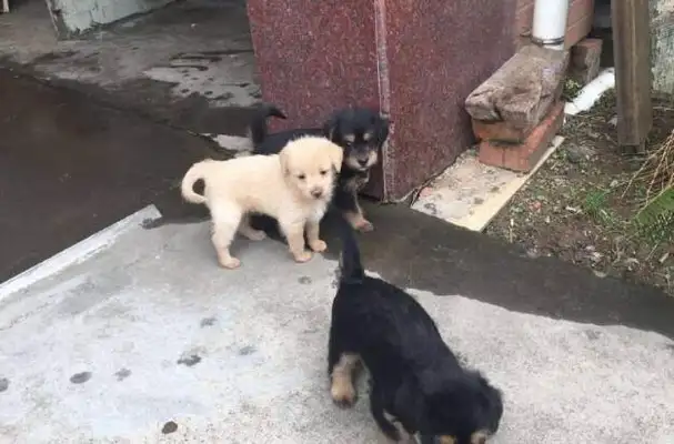 The baby dog was sold, and the old man bought it home, and when he got home, it hurt