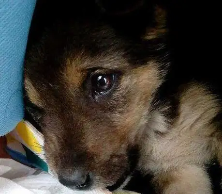 The baby dog was sold, and the old man bought it home, and when he got home, it hurt
