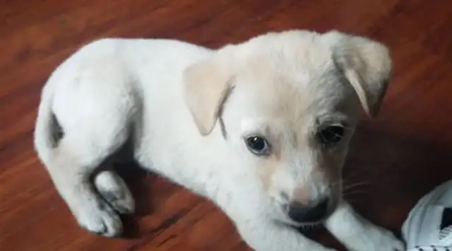 The little stray dog comes to eat every day and gets bullied by passers-by and hides in the corner