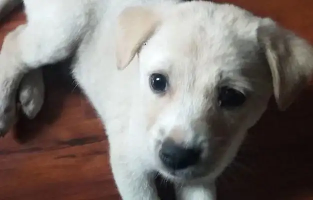 The little stray dog comes to eat every day and gets bullied by passers-by and hides in the corner