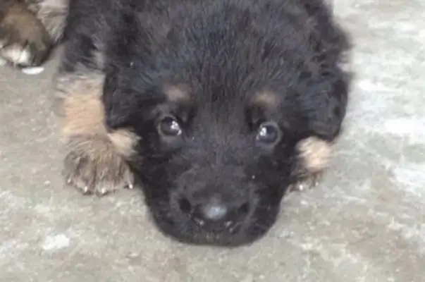 My daughter paid dozens of dollars to buy a dog, and the whole family didn't want to raise it, but it was a few months later