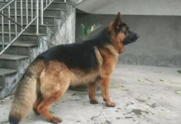 My daughter paid dozens of dollars to buy a dog, and the whole family didn't want to raise it, but it was a few months later